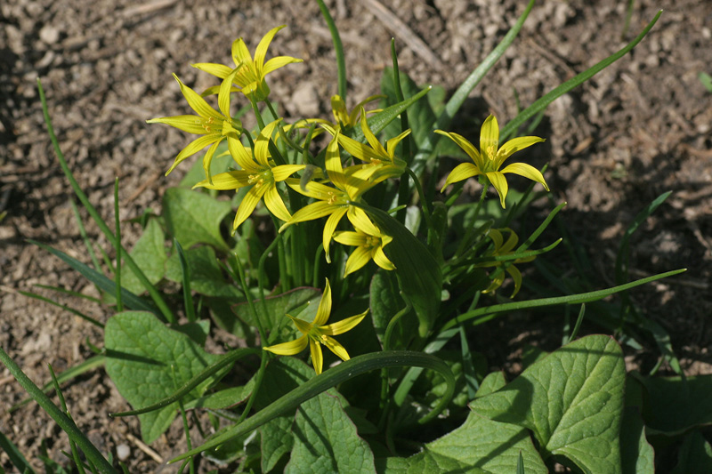 Gagea minima / Cipollaccio minore